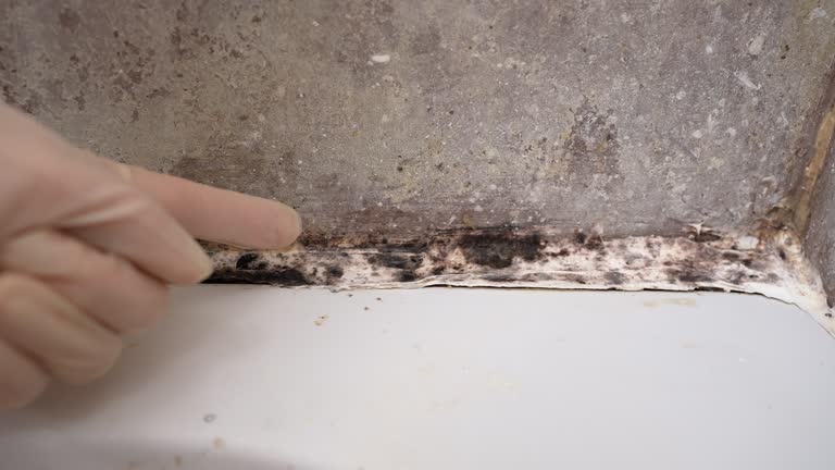 Best Black Mold Removal  in Salem, WV
