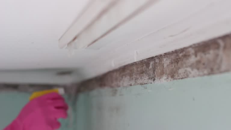 Best HVAC Mold Inspection and Cleaning  in Salem, WV